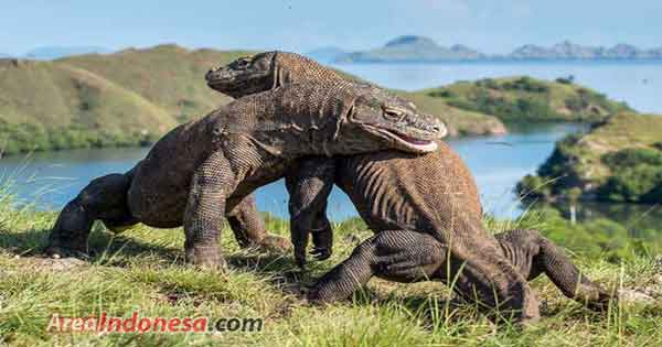 4 Objek Wisata di Pulau Komodo