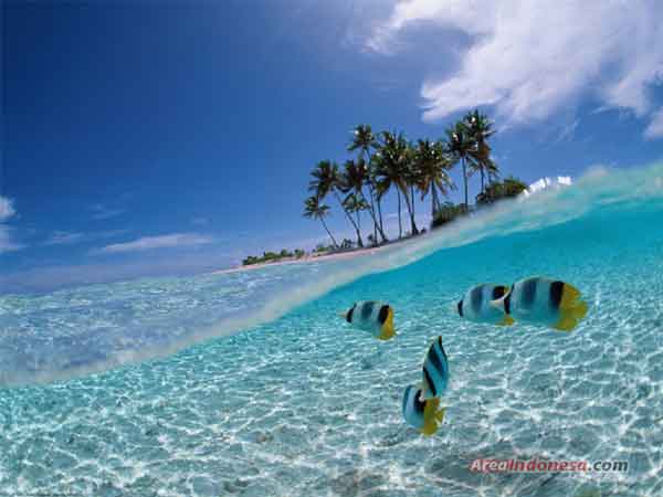 Keindahan Bawah Laut di Bunaken