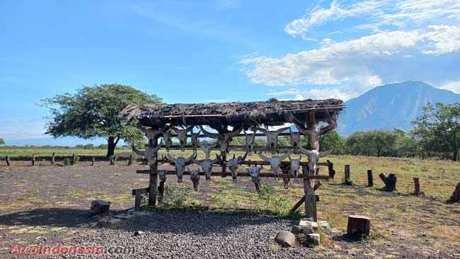 Padang Savana Bekol, Taman Nasional Baluran